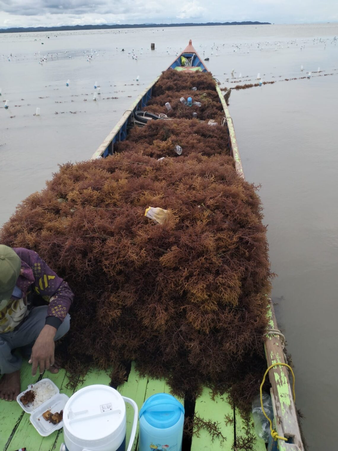 Program Resi Gudang Rumput Laut Belum Terlaksana
