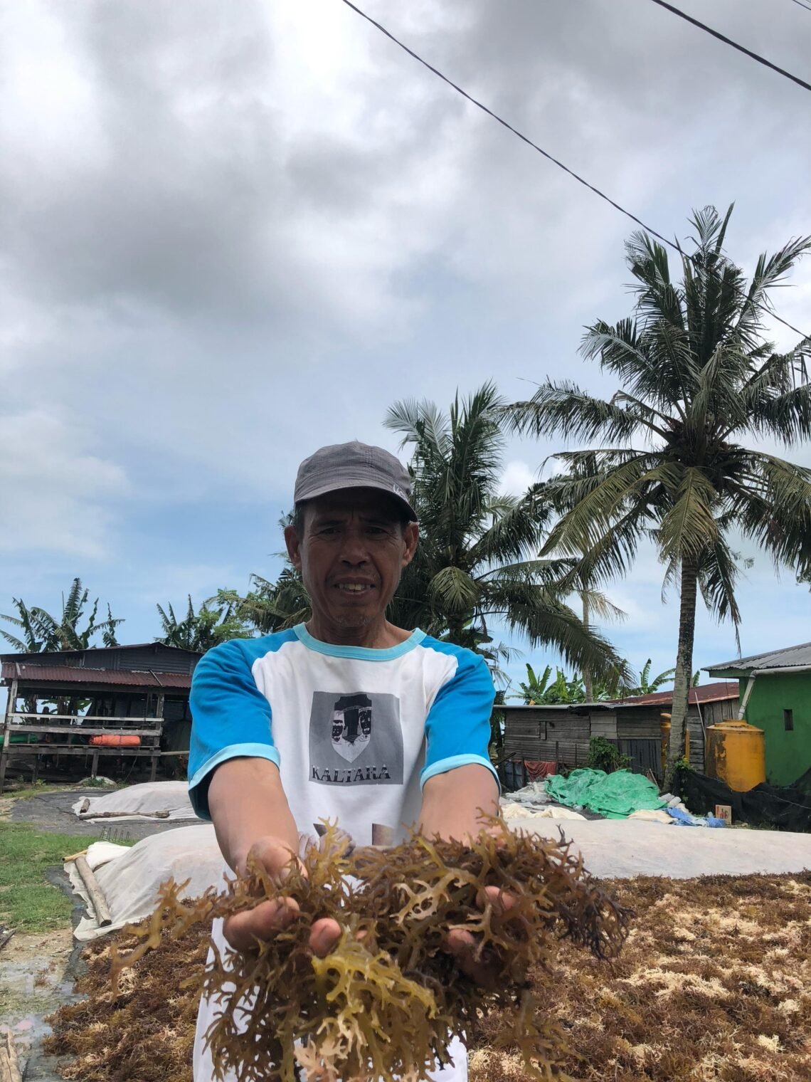 Petani Rumput Laut Tarakan Menjerit Biaya Produksi Tinggi