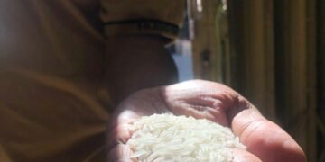 Berseliweran dari Grup WA, Beras Diduga Bercampur Plastik Bikin Resah Warga Tarakan