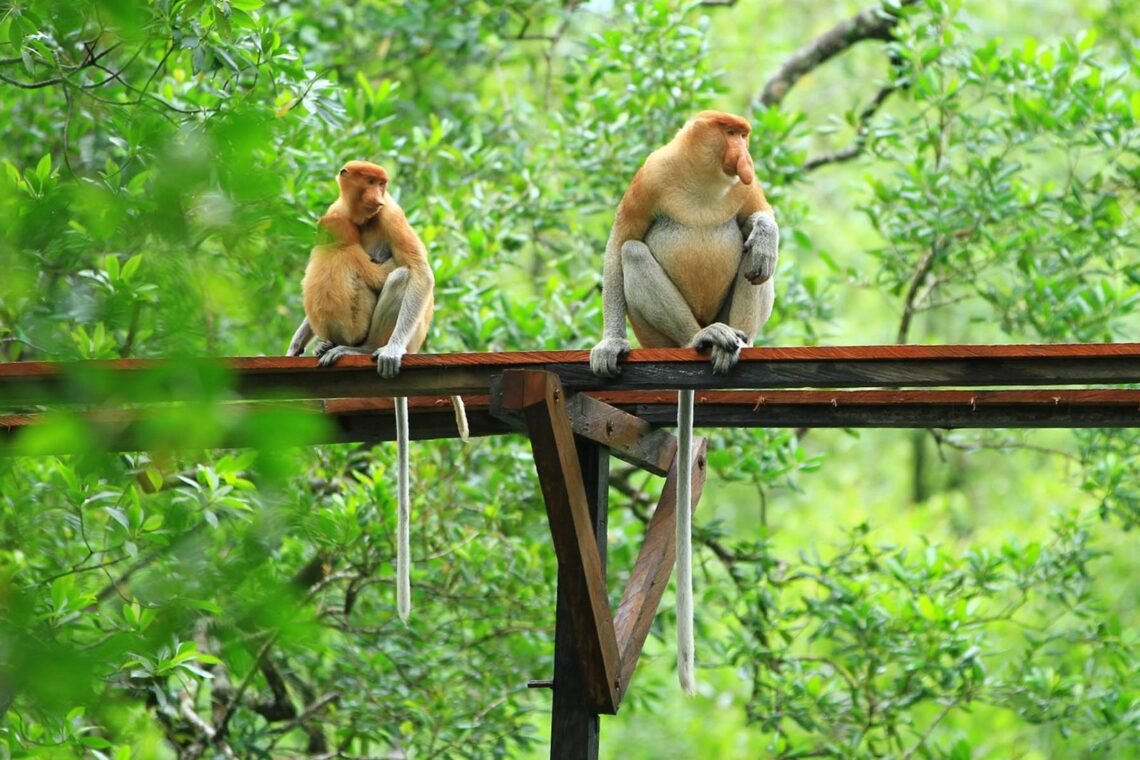Alhamdulillah, Jumlah si Monyet Hidung Panjang Bertambah 10 Ekor