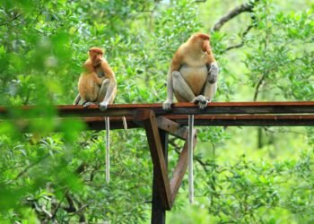 Alhamdulillah, Jumlah si Monyet Hidung Panjang Bertambah 10 Ekor