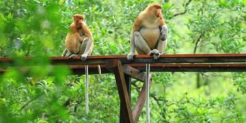 Alhamdulillah, Jumlah si Monyet Hidung Panjang Bertambah 10 Ekor