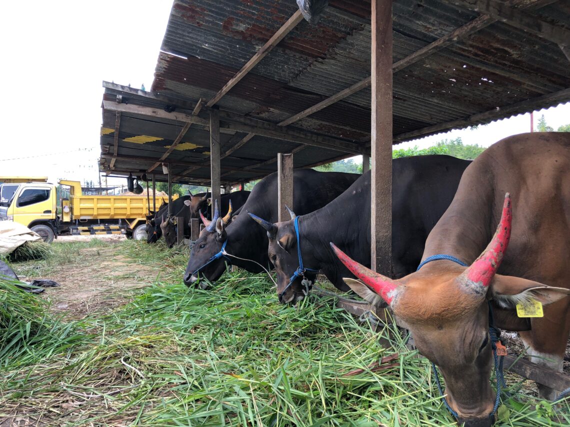 Jelang Lebaran Haji, Penjual Sapi Siapkan Puluhan Sapi Kondisi Sehat