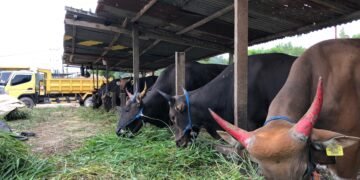 Jelang Lebaran Haji, Penjual Sapi Siapkan Puluhan Sapi Kondisi Sehat