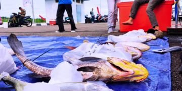 Laut Tarakan Jadi Saksi Turnamen Mancing Terbesar di Kaltara