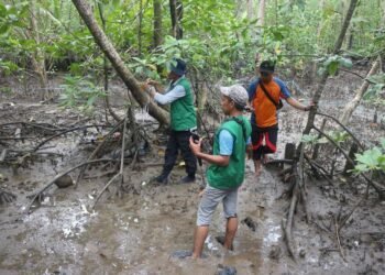 AKFF Gandeng Pertamina EP Bunyu Monitoring Mangrove dan Kepiting