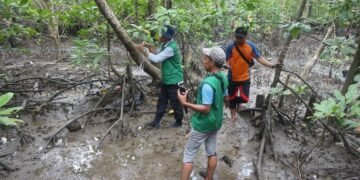 AKFF Gandeng Pertamina EP Bunyu Monitoring Mangrove dan Kepiting