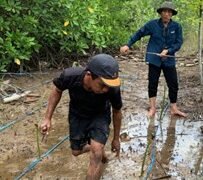 Jaga Ekosistem Pesisir, AKFF Tarakan dan Pertamina EP Bunyu Field Gelar Monitoring Mangrove Tahap 2 di KKMK