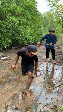 Jaga Ekosistem Pesisir, AKFF Tarakan dan Pertamina EP Bunyu Field Gelar Monitoring Mangrove Tahap 2 di KKMK