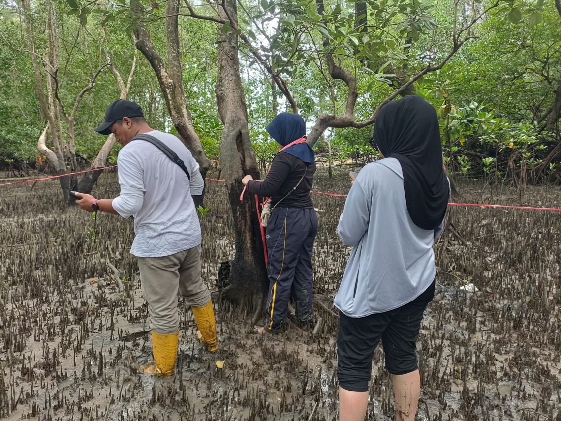 AKFF Tarakan dan Pertamina EP Bunyu Field Lanjutkan Monitoring Kawasan Mangrove Tarakan
