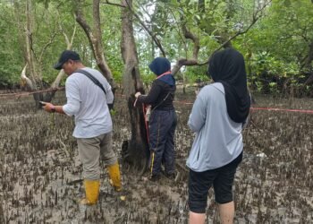 AKFF Tarakan dan Pertamina EP Bunyu Field Lanjutkan Monitoring Kawasan Mangrove Tarakan